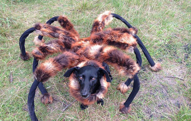 Видео мутанта собаки-паука стало первым в хит-параде роликов YouTube