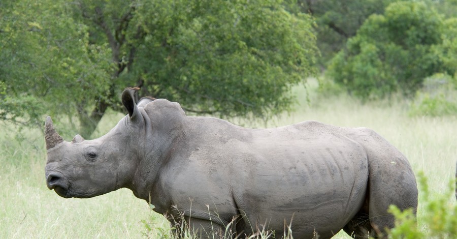 В зоопарке США умер последний в мире самец северного белого носорога