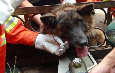 В Киеве спасли собаку, застрявшую головой в заборе