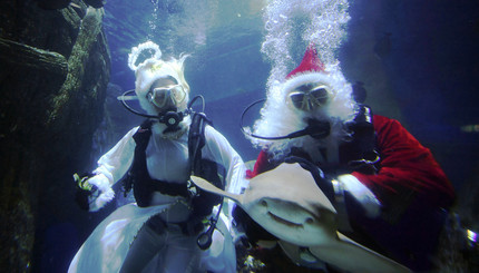 Дайверы в костюмах Санта-Клауса и Ангела кормят акулу-леопарда в аквариумев Мюнхене. 