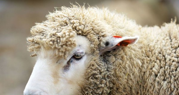 В Швейцарии поезд сбил 33 овцы