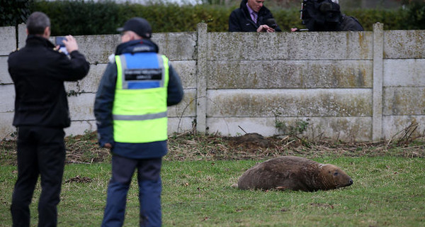 Английская полиция обнаружила резвящегося посреди поля тюленя