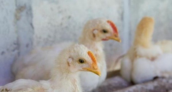 В Японии вспышка смертельно опасного птичьего гриппа