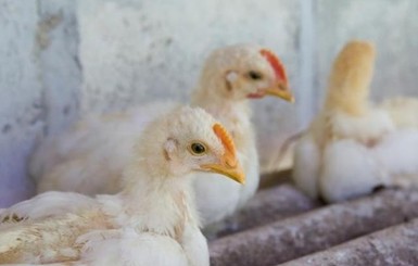 В Японии вспышка смертельно опасного птичьего гриппа