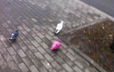 В Киеве появились розовые голуби