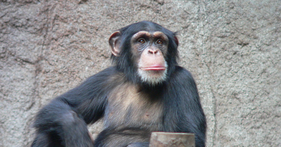 В киевском зоопарке погиб самый старый шимпанзе