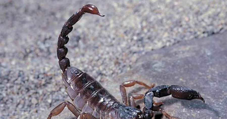 Скорпионы стали сухопутными 430 миллионов лет назад