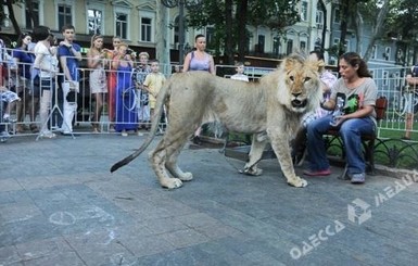 Пропавшего в Одессе льва нашли в соседней клетке