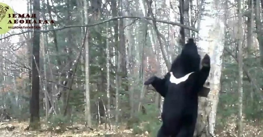 На YouTube набирает популярность ролик с танцующим медведем возле березы