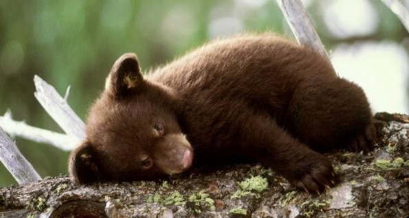 В США четыре медведя скончались от передозировки шоколадом