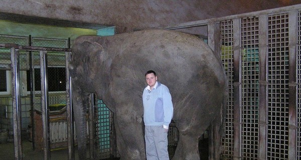 В Харькове слониха сломала руку сотруднику зоопарка
