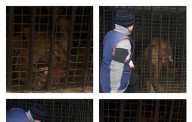 В сети появилось видео, как кормят льва в воюющем Луганске