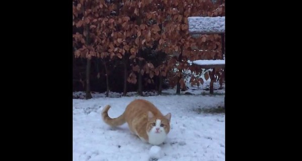 Кот, который обожает играть в снежки, стал хитом Интернета