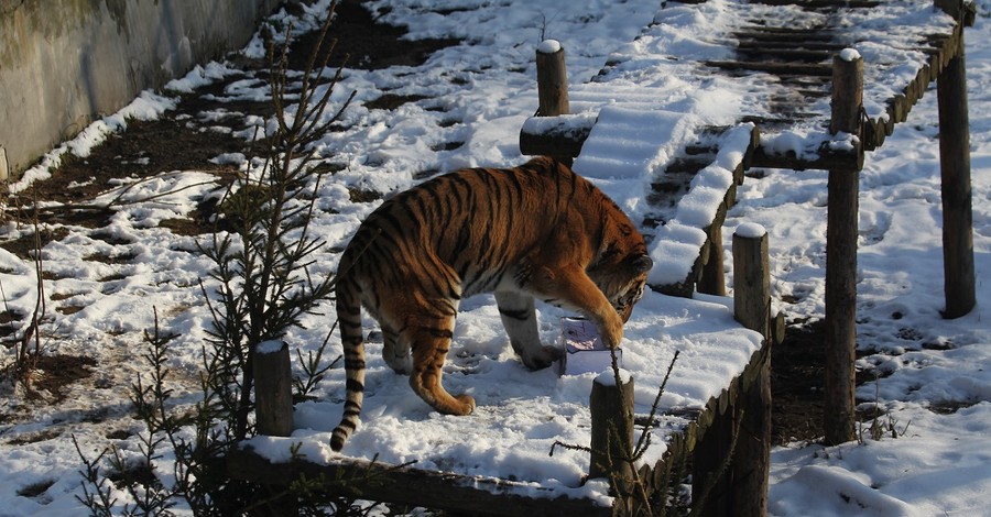 В калининградском зоопарке тигрица Таня умеет лепить огромные снежки