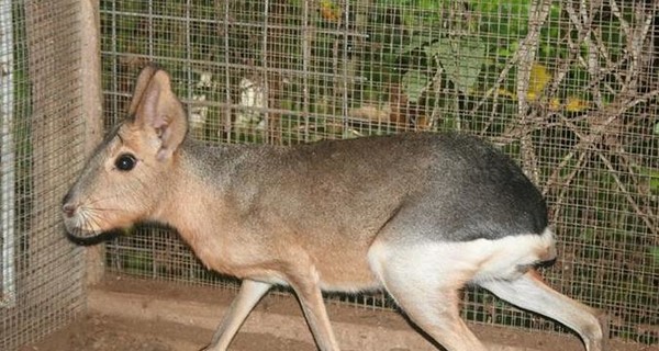В николаевском зоопарке поселились экзотические зайцы