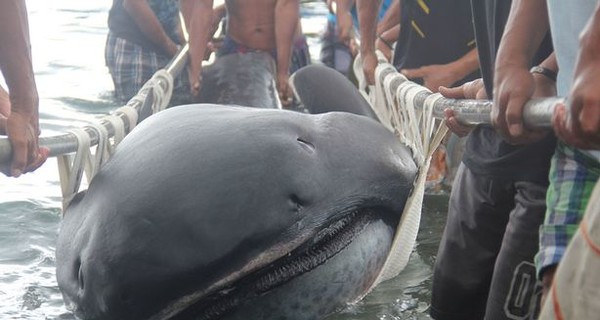 У берегов Филиппин обнаружили тело поразительного существа