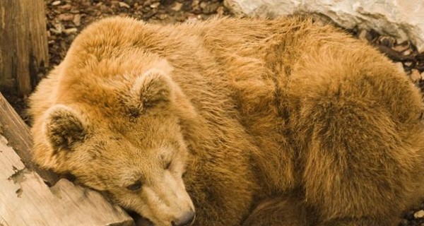 В Киеве из-за теплой погоды проснулись медведи