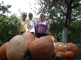 Пенсионерка вырастила тыквы весом более 40 килограммов!   