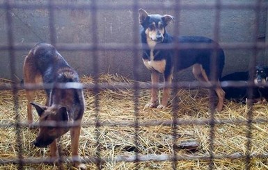 Сотрудники Бородянки: если нас закрыть, в Киеве станет больше бродячих собак