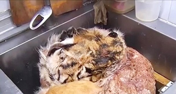 Московский ресторан продавал блюда из леопардов и тигров