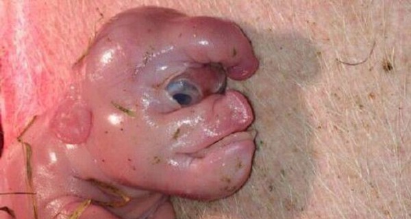 В Китае родился поросенок-мутант с человеческим лицом