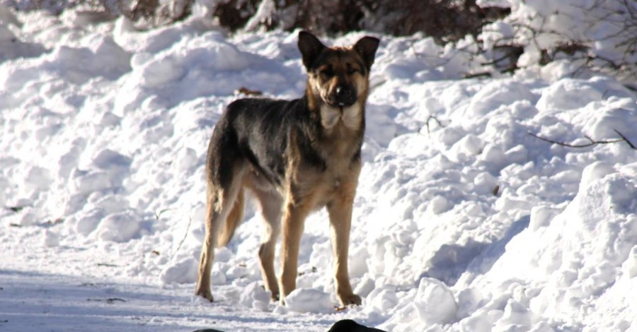В Запорожской области собака принесла руку пропавшего мужчины