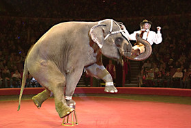 В цирк нагрянули слоны 