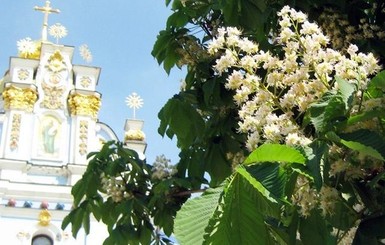 В Киеве на Крещатике зацветут дубы и съедобные каштаны