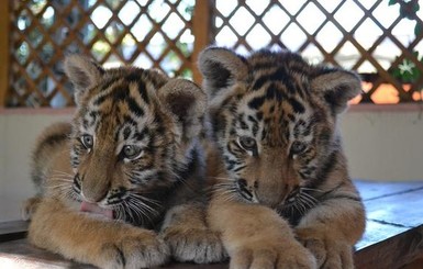 Звери мариупольского зоопарка на грани выживания: животным нечего есть