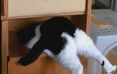 В Интернете появилось видео упрямого кота-толстяка