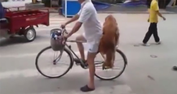 Звездой интернета стала собака, которая ездит на велосипеде