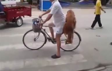 Звездой интернета стала собака, которая ездит на велосипеде
