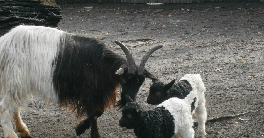 В Киеве родились чудо-козы