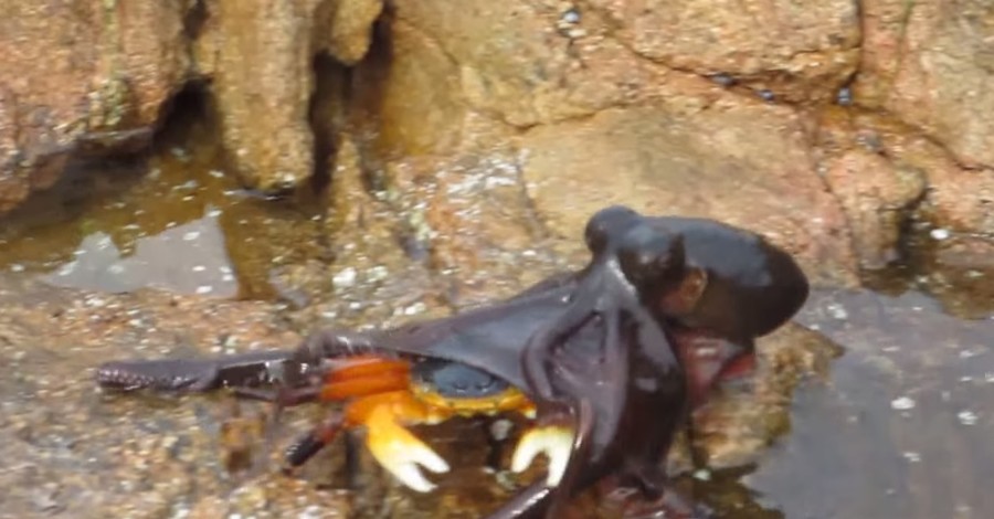 Видео битвы осьминога и краба собрало шесть миллионов просмотров на YouTube