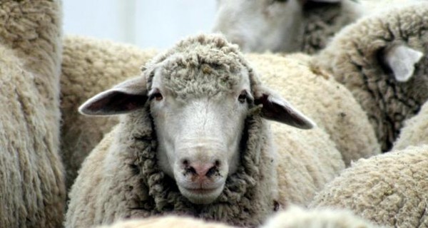 На Ровенщине поезд врезался в стадо овец-самоубийц