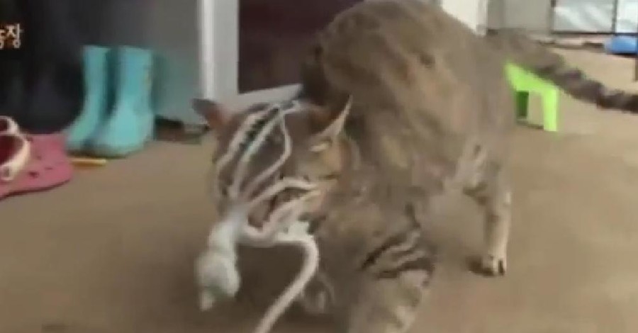 В сети появилось видео, как осьминог напал на кота