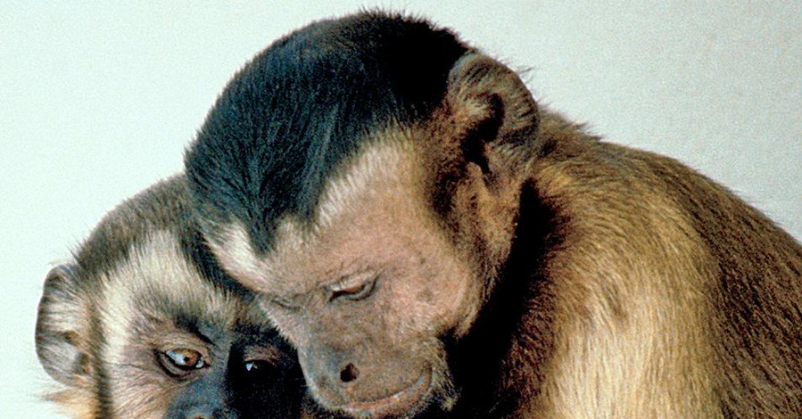 Одинокая 50-летняя самка обезьяны из Англии нашла любовь