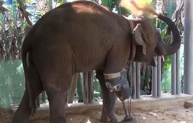 Слон из Таиланда обзавелся протезом ноги и впервые улыбнулся