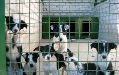 250 бездомных собак из Бородянки перевезут в Киев?