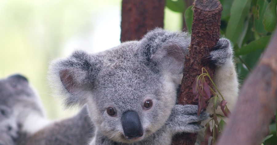 В Австралии усыпили 700 коал