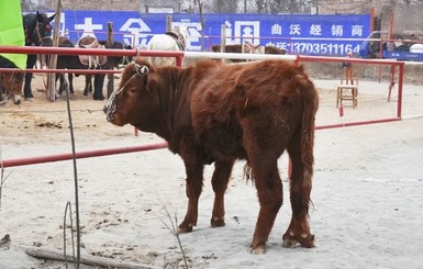 В Китае родился теленок-мутант с шестью копытами
