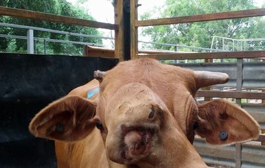 В Австралии на аукционе продана уникальная двухголовая корова