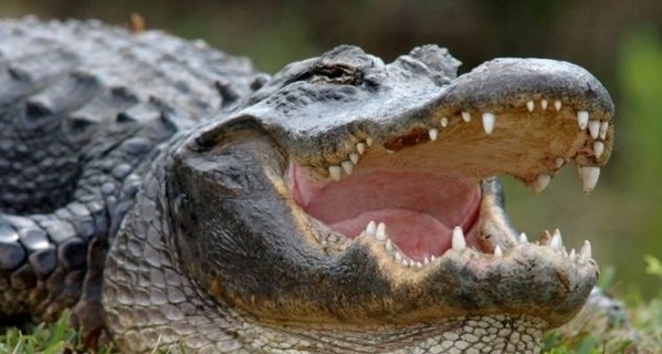 В США посетителей гольф-клуба распугал огромный крокодил