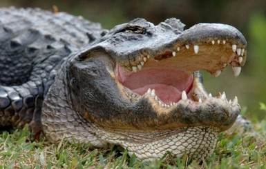 В США посетителей гольф-клуба распугал огромный крокодил
