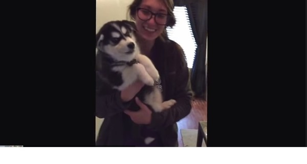 Говорящий щенок хаски набрал в сети более 5 миллионов просмотров