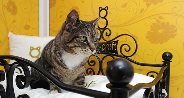 В Англии откроется пятизвездочный кошачий отель
