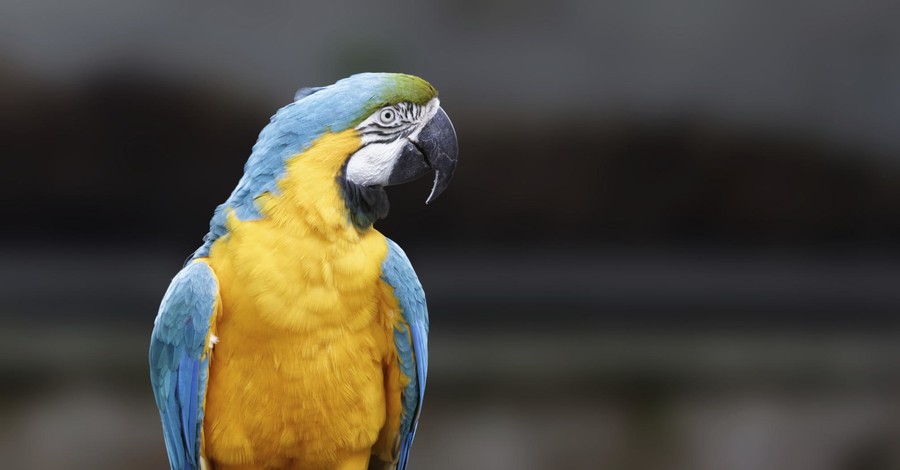 Украинских попугаев не пропустили в Россию