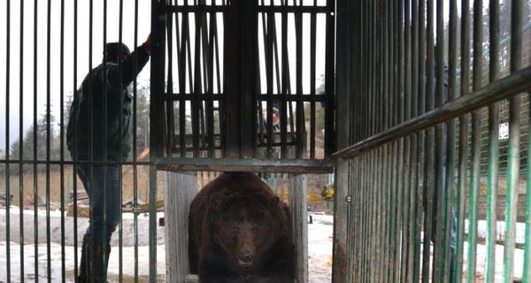 Медведь Джин из Тернопольщины переехал к подруге на Закарпатье