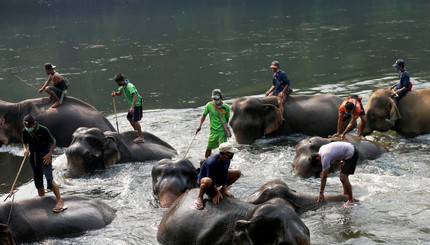 В Таиланде помыли слонов
