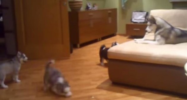В сети появилось видео, как мама-хаски играет с пятью щенками